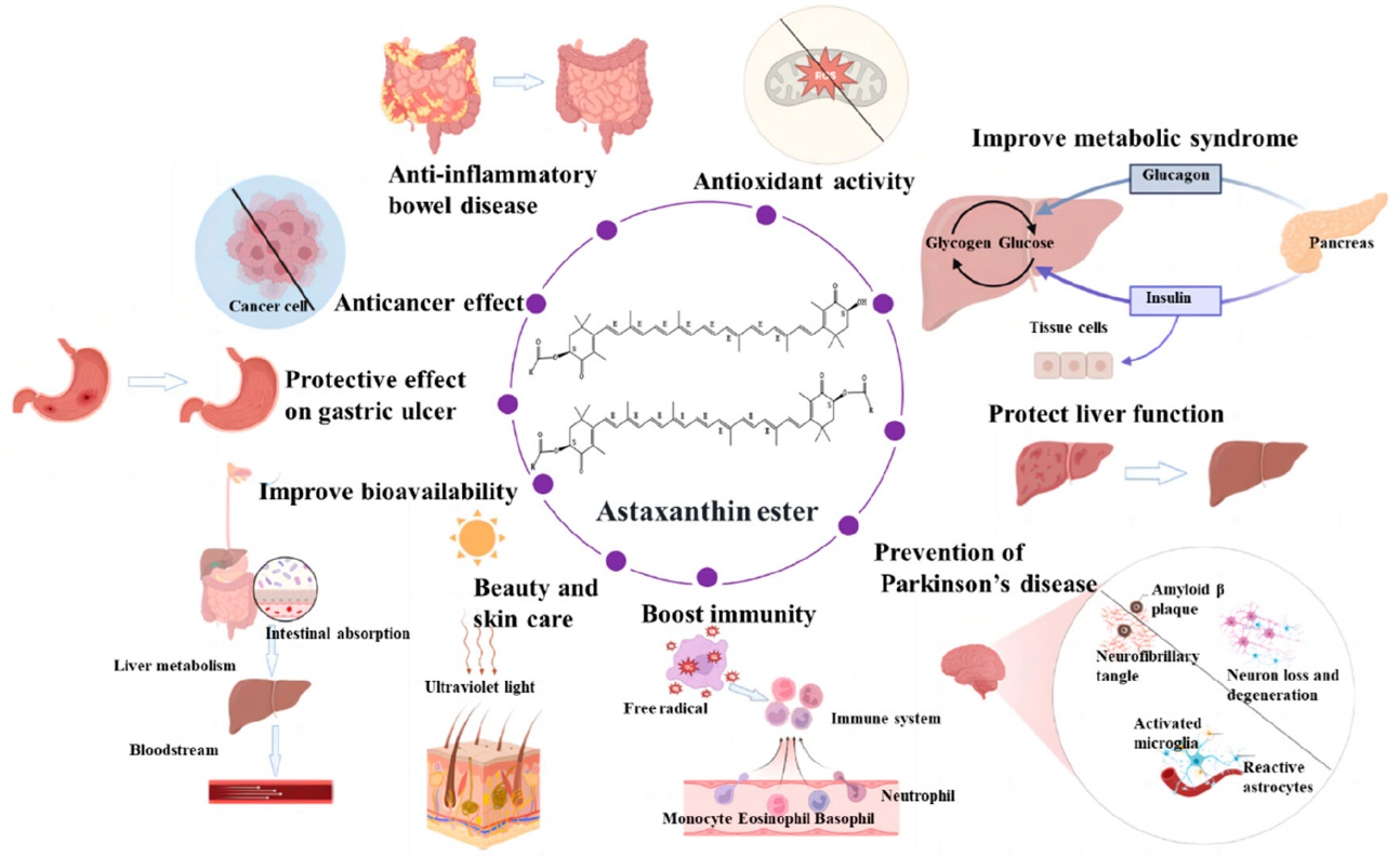 Astaxanthin benefits